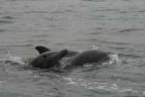 Peru dolphin